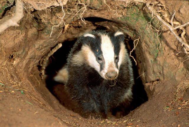 Badger